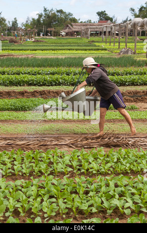 Worker Watering the crops at an Organic Farm on the outskirts of Hoi An Vietnam Stock Photo