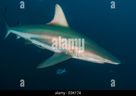 Oceanic Blacktip Sharks, Aliwal Shoal, South Africa (Carcharhinus limbatus) Stock Photo