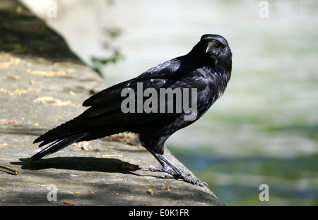 Close-up of a curious Raven or Crow looking for food and facing the photograph eye-to-eye Stock Photo