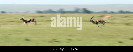 Thomson gazelle running, Serengeti, Tanzania Stock Photo