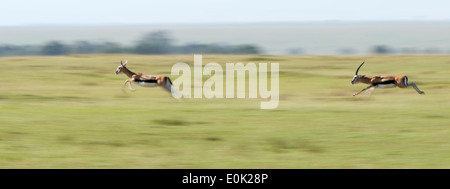 Thomson gazelle running, Serengeti, Tanzania Stock Photo