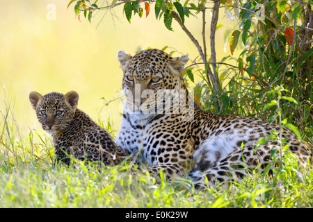 Leopard mother with a cub, Masai Mara, Kenya Stock Photo