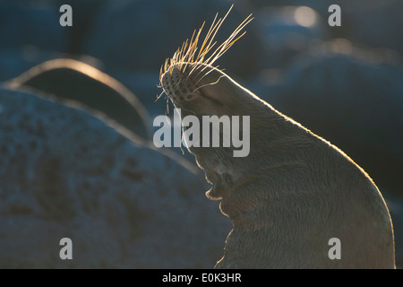 Galapagos sea lion stretching, Lobos Island, Galapagos Islands. (Zalophus wollebaeki) Stock Photo