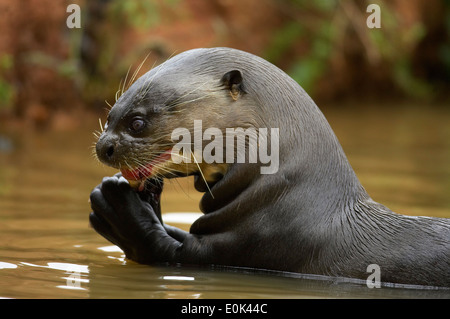 Giant River Otter eating fish, Pantanal, Brazil, South America (Pteronura brasiliensis) Stock Photo