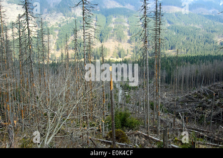 The broken trees after powerful hurricane Stock Photo - Alamy