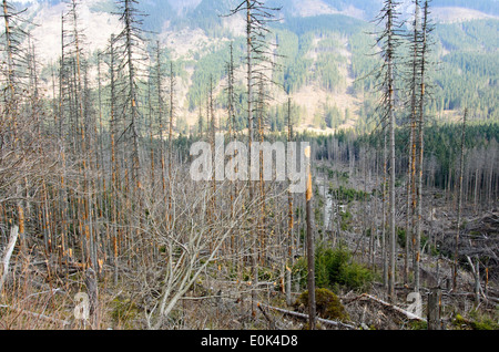 the broken trees after powerful hurricane Stock Photo - Alamy