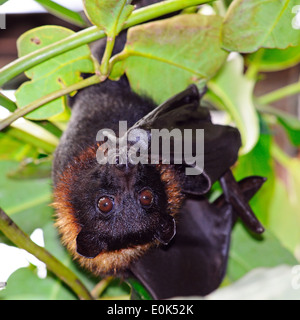 The Large Flying Fox (Pteropus Vampyrus) hanging upside down. Stock Photo