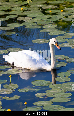 Female Mute Swan - pen - Cygnus olor, among lilly pads and marsh marigolds in the Somerset Levels wetland in summer. Stock Photo