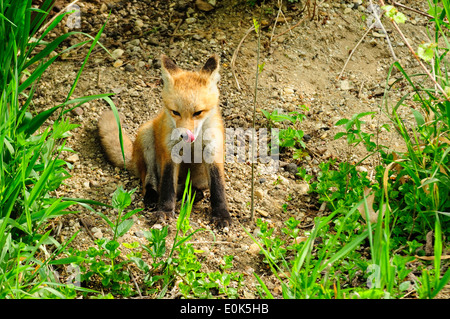 Red Fox kit or baby licking his lips after breakfast outside of den. (Vulpes vulpes) Stock Photo