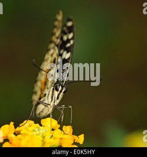 Portrait of common lime butterfly, Papilio demoleus, perched on a yellow flower. Stock Photo