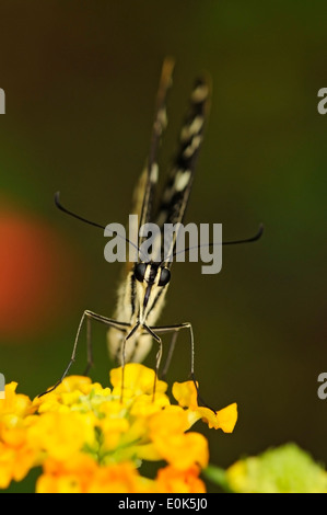 Vertical portrait of common lime butterfly, Papilio demoleus, perched on a yellow flower. Stock Photo