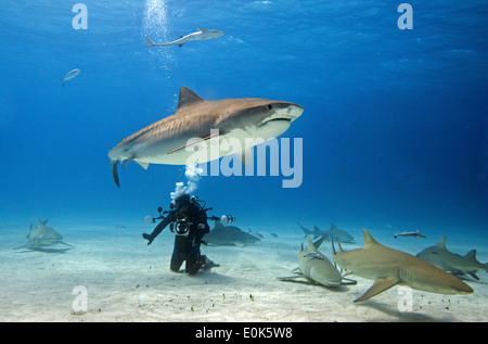 Diver with Tiger, Caribbean reef and lemon sharks, Bahamas (Galeocerdo cuvier), (Carcharhinus perezi), (Negaprion brevirostris) Stock Photo