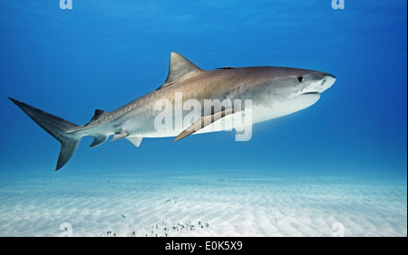 Tiger shark, Bahamas. (Galeocerdo cuvier) Stock Photo