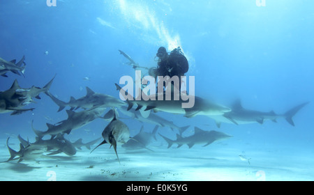Photographer, Caribbean reef, lemon and tiger sharks, Bahamas (Carcharhinus perezi) (Negaprion brevirostris) (Galeocerdo cuvier) Stock Photo
