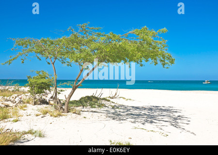 Divi divi tree on Aruba island in the Caribbean Stock Photo