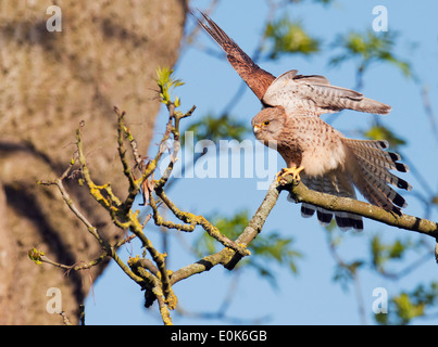 Wild female Kestrel, Falco tinnunculus landing on perch Stock Photo