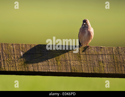 Female Linnet Carduelis cannabina perched on wooden fence Stock Photo