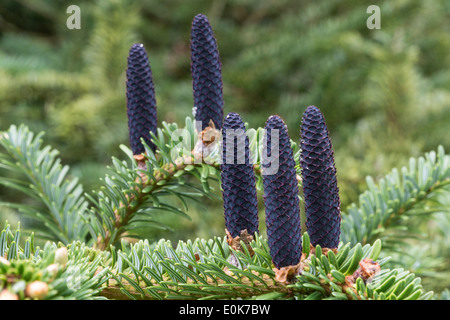Forrest fir (Abies forrestii var. georgei) native to China Yorkshire Arboretum Kew at Castle Howard North Yorkshire England May Stock Photo