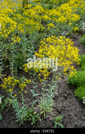 Woad or dyer's woad (Isatis tinctoria) in flower, plant leaves are used ...