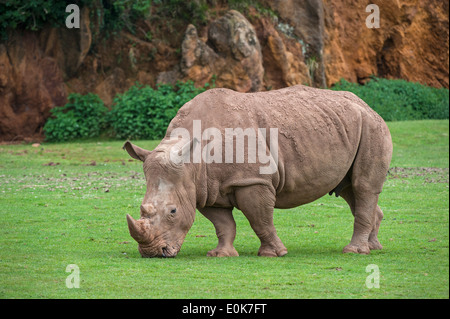 African white rhino / Square-lipped rhinoceros (Ceratotherium simum) female grazing grass Stock Photo