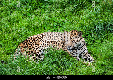 Panther / jaguar (Panthera onca) resting in the grass, native to Central and South America Stock Photo