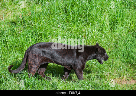 Black panther / melanistic jaguar (Panthera onca) walking in grassland, native to Central and South America Stock Photo