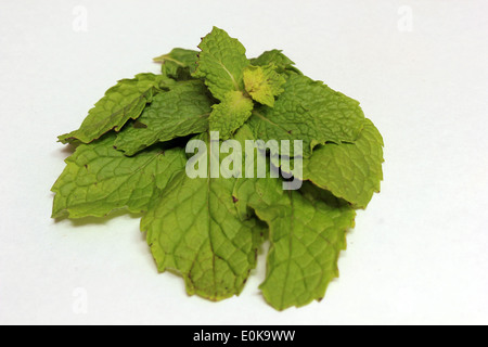 Mint leaves in white background Stock Photo