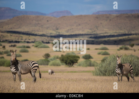 Hartmann's Mountain Zebra (Equus zebra hartmannae) against the dramatic landscape of Damaraland in Namibia Stock Photo