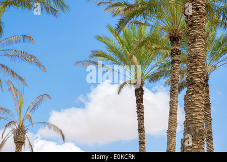 Image of oasis Al Haway in Oman Stock Photo