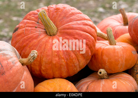 Locally-grown freshly-picked pumpkin squash vegetable displayed for sale in Pays de La Loire, Loire Valley, France Stock Photo