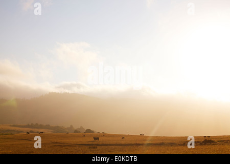 The fog rolls in in the distance of a landscape of cows grazing, silhouetted against a sunset. Stock Photo