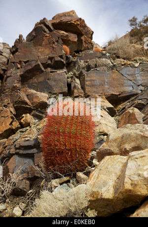 A red Barrel Cactus grows on a rocky hillside in Joshua Tree National Park in the Mojave desert in Southern California Stock Photo