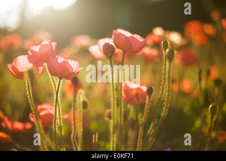 Red poppies grow in a field bathed in afternoon light. Stock Photo