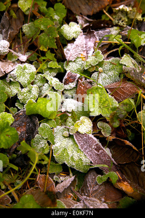 A patch of frost on green and brown leaves on the forest ground.