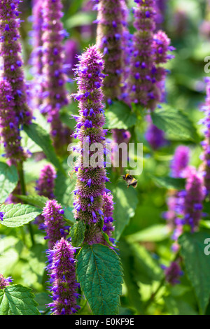 Bee gathering nectar from Korean Mint, Agastache rugosa in organic vegetable and herb garden in UK Stock Photo