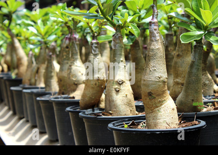 Adenium Garden in the tropical. Stock Photo