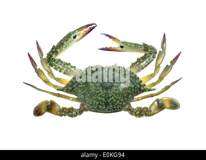 Blue swimmer crab isolated on white background Stock Photo