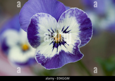 Deep Blue and White pansy flower closeup Stock Photo