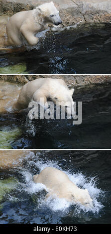 Bremerhaven, Germany. 13th May, 2014. COMBO - Polar bear Lale jumps into the water at the Zoo am Meer in Bremerhaven, Germany, 13 May 2014. Photo: CARMEN JASPERSEN/dpa/Alamy Live News Stock Photo