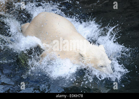 Bremerhaven, Germany. 13th May, 2014. Polar bear Lale jumps into the water at the Zoo am Meer in Bremerhaven, Germany, 13 May 2014. Photo: CARMEN JASPERSEN/dpa/Alamy Live News Stock Photo
