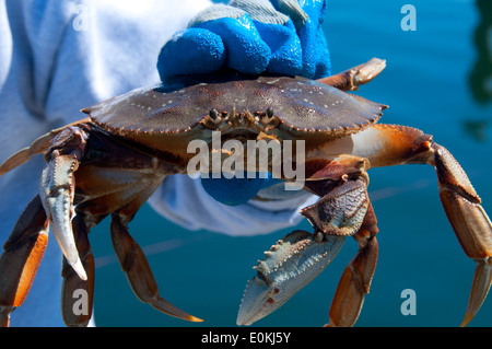 Crab, Charleston, Oregon Stock Photo - Alamy