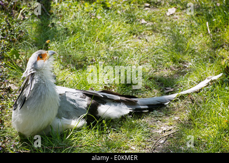 Secretary bird (Sagittarius serpentarius) resting in the grass. Stock Photo
