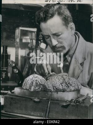 Jan. 01, 1946 - Army Doctor Studies Ley's Brain: Major Webb haymaker, Neuropathologist of the Army Institute of Pathology, conducts post-mortem examination of brain of Dr. Robert Ley, Nazi leader who committed suicide. The Brain was flown to the U.S. from Germany for the examination, which disclosed that Ley had a long standing disease of the brain ''sufficient...to have impaired (his), mental and emotional faculties. Stock Photo