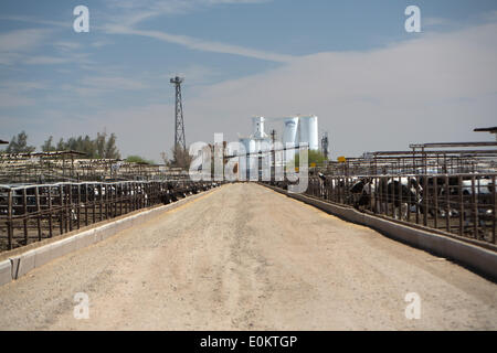 Cattle at the Hacienda Feedyard in Brawley in Imperial County, in April 2014. Close to Brawley is the Brawley Seismic Zone (BSZ) that connects the San Andreas fault and Imperial fault. Stock Photo