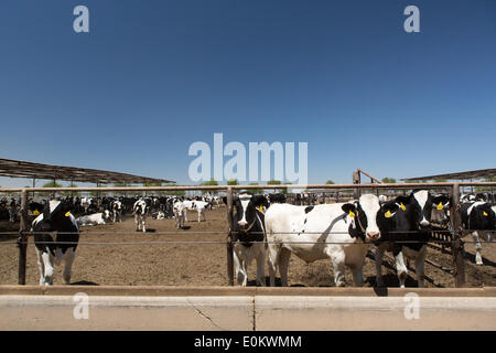 Cattle at the Hacienda Feedyard in Brawley in Imperial County, in April 2014. Close to Brawley is the Brawley Seismic Zone (BSZ) that connects the San Andreas fault and Imperial fault. Stock Photo
