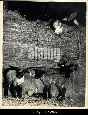 Jan. 02, 1952 - First Lambs of the Season in the Peak District. Photo shows: 2 year old John Percival of Blackwell Hall Farm, Teddington, near Buxton, looks down on the first lamb of the season in the Peak District of Derbyshire where they were born on the last day of the Old Year. Two years ago, Judy, the proud mother of the twins, was nursed back to health by farmer's wife Mrs. Gregory and had to be fed on the bottle. The twin lambs are to be named Joseph and Mary. Stock Photo