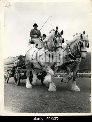 Jun. 13, 1952 - Royal Richmond Horse Show: Heavy Draught And Cart Horse Winners: Photo shows The winning Fair - entered by Messrs. Fremlins of Maidstone - parading during the Challenge Cup for Heavy Draught and Cart Horse - during the Royal Richmond Horse Show. Stock Photo