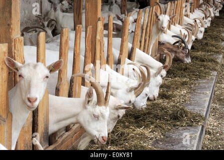Keeping of goats in the competence center for ecological agriculture of Baden-Württemberg in the german town of Emmendingen, on April 27, 2014. Stock Photo