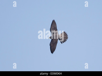 Adult Eleonoras Falcon Falco eleonorae Dark phase in flight against deep blue sky kensington cliffs cyprus may Stock Photo
