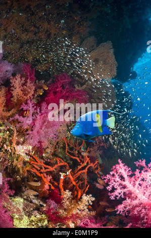 Yellowbar angelfish, soft corals, Pygmy sweepers, Egypt (Pomacanthus maculosus) (Dendronephthya sp) (Parapriacanthus guentheri) Stock Photo